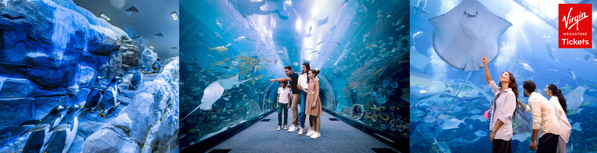 Dubai Aquarium And Penguin Encounter